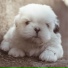 Pet Care Music Therapy, Relaxmydog, Dog Music Club